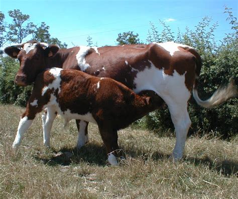 Maine-Anjou Cattle: Origin, Characteristics, Uses, Photo