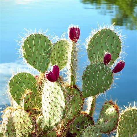 Mixed Opuntia Species Seeds, Cactus Seeds, Variety#062 – Mays Garden Seed