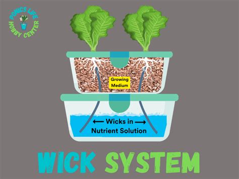 Hydroponic Wick System: The Best System for Beginners