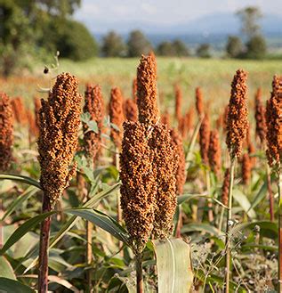 Arable Land Climate Change