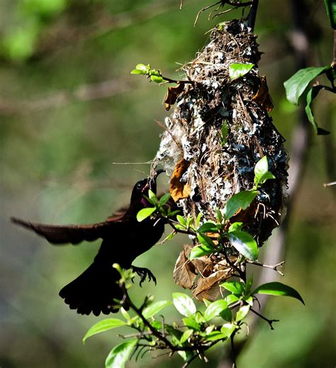 Elsen Karstad's 'Pic-A-Day Kenya': Amethyst Sunbird at Nest- Nairobi Kenya