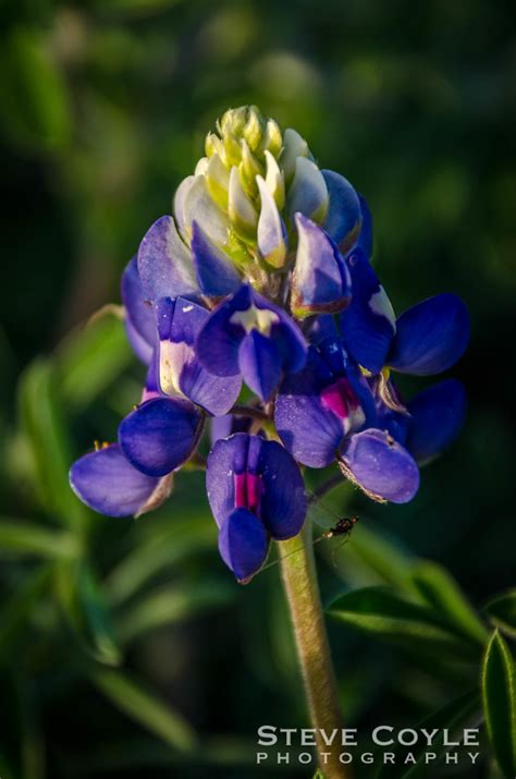 Bluebonnet Spring | Captured this shot yesterday evening on … | Flickr