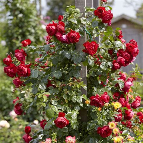 'Florentina' Climbing Rose - Roots Plants