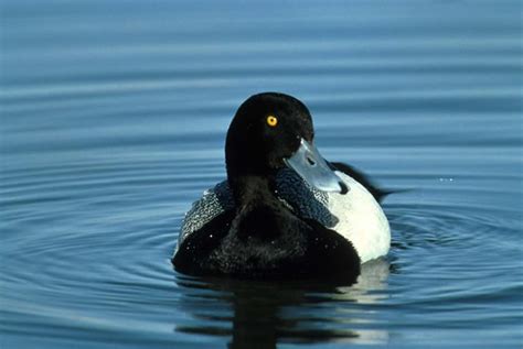 Lesser Scaup - Aythya affinis | Wildlife Journal Junior