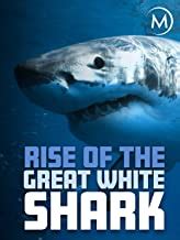 The 10 Best Great White Shark Documentaries – SY Wild Rose