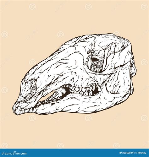 Kangaroo Skeleton In Profile View Cartoon Vector | CartoonDealer.com ...