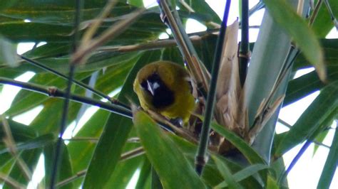 Jamaican Oriole | MarkEisingBirding