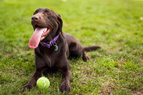 15 Popular Brown Dog Breeds