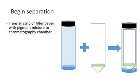 Photosynthesis Pigments Lab Activity - YouTube