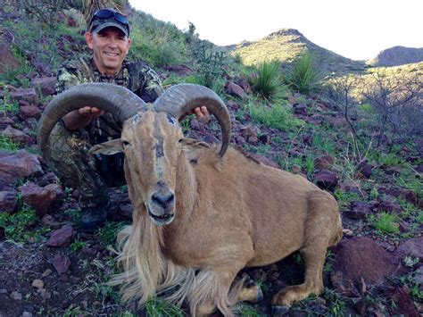 Outdoor Adventures Worldwide | Free Range Texas Aoudad Sheep