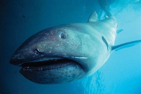 Megamouth Shark – Facts, Size, Diet, Pictures