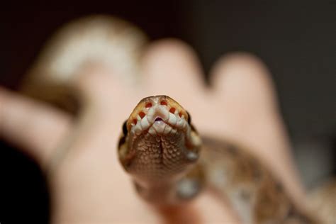 Boop my snoot! : r/snakes