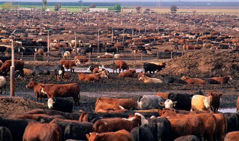 Making meat sustainable: 'Intensive' livestock farms more ecological than the 'natural ...