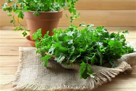 Best Herbs To Grow In Pots That You Can Try At Home