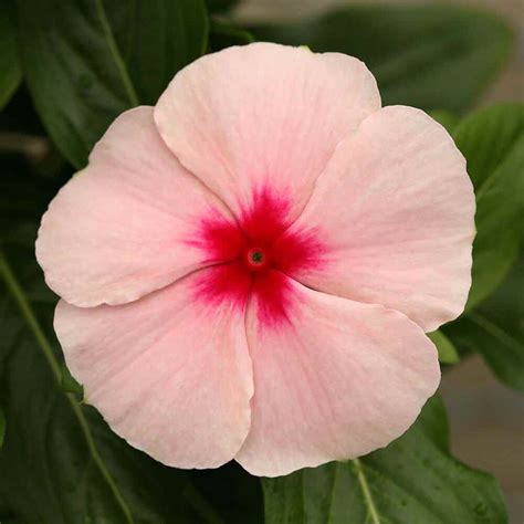 Drought Tolerant Apricot Flowered Periwinkle Ground Cover Vinca Seeds