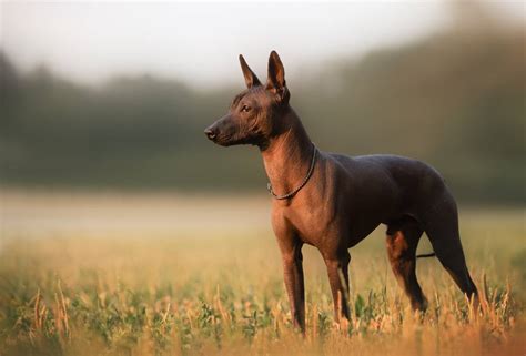 Todo lo que necesitas saber sobre el Xoloitzcuintle