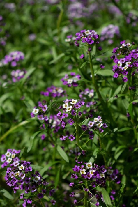 Purple and and White Alyssum Flowers Stock Photo - Image of blossom, illuminated: 155591456