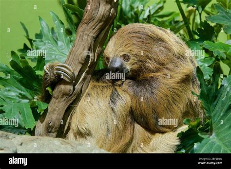 Linnes Twotoed Sloth. Two-toed Sloth,Vlad,Species: didactylus,Genus: Choloepus,Family ...