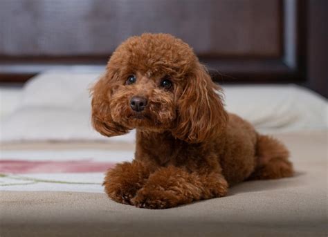 Toy Poodle Dog Breed Health and Care | PetMD