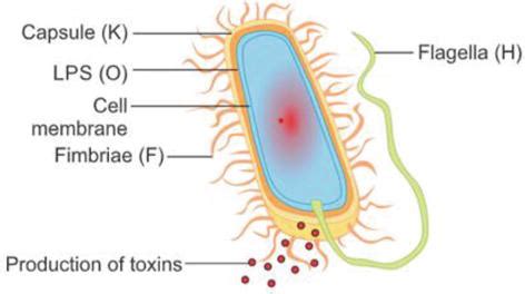 Escherichia coli: An Overview of Main Characteristics | IntechOpen