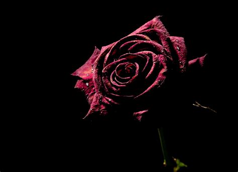 Beautiful Red Rose Black Background Free Stock Photo - Public Domain ...