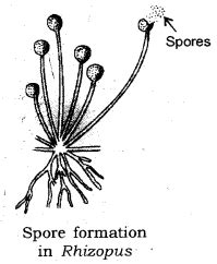 Spore Formation Diagram