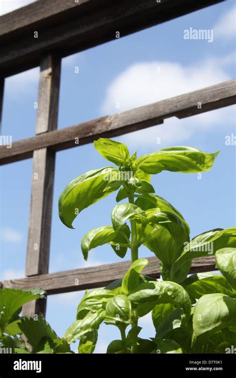 basilico plant growing in garden in italy Stock Photo - Alamy