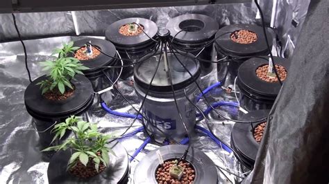 Growing marijuana in a hydroponic system - YouTube