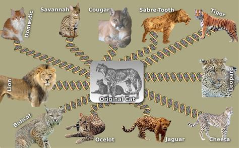 Naturalis Historia | National animal, Big cat family, Cat bobcat