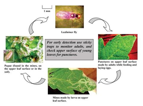 Leafmining flies (Leafminers) | Infonet Biovision Home.