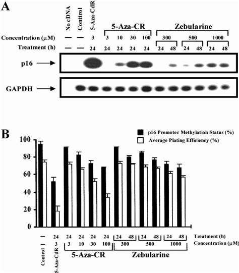 In vitro effects of cytidine and deoxycytidine analogs in T24 human ...