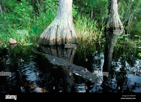 American Alligator; Alligator mississppiensis; resting in florida swamp ...