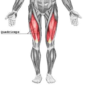 Quadriceps Femoris Anatomy • Bodybuilding Wizard