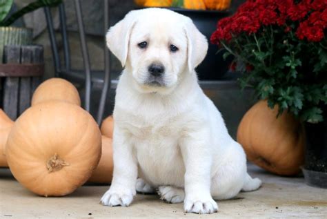 English Cream Lab Puppies for Sale - Keystone Puppies