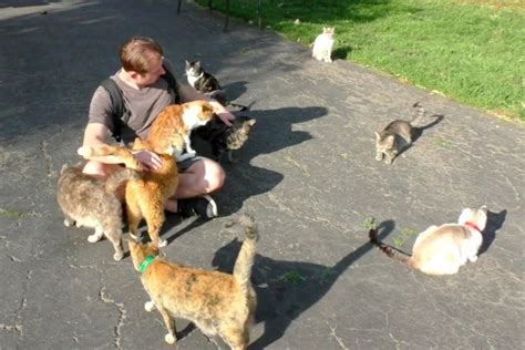 Guy Spends a Day in Cat Paradise to Hang Out with Hundreds of Rescue ...