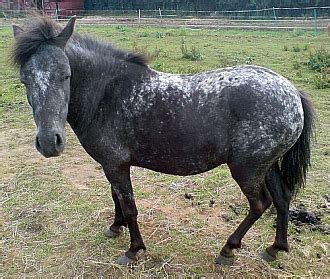 Falabella Horse Info, Origin, History, Pictures