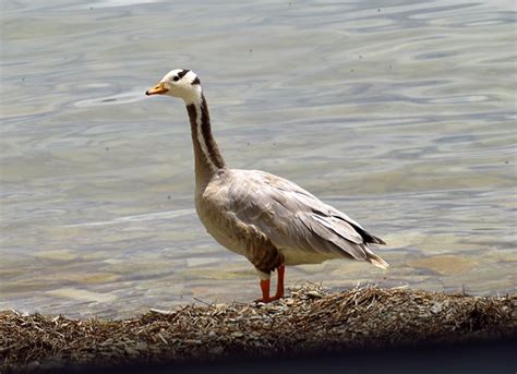 Just About Everything: Wildlife of Ladakh - Animals & Birds of Ladakh, India