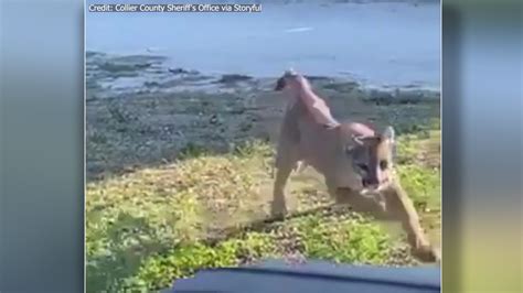 Deputy encounters rare, endangered Florida panther | FOX 13 Tampa Bay