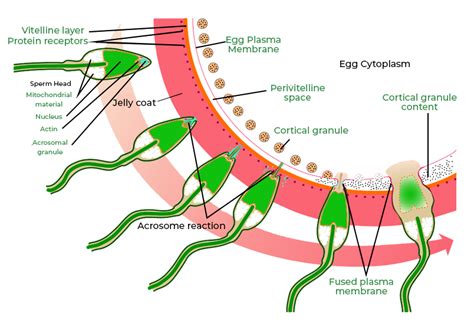 Describe the Process of Fertilization in Human Beings - GeeksforGeeks