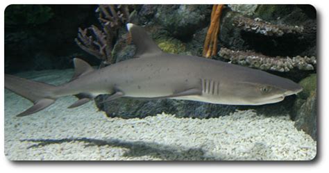 Learn All About Sharks Like The Whitetip Reef Shark - Shark Sider