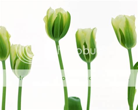 Green Tulips Pictures