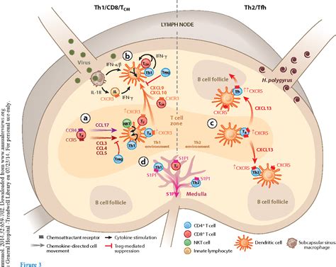 Figure 3 from Chemokines and chemokine receptors: positioning cells for host defense and ...