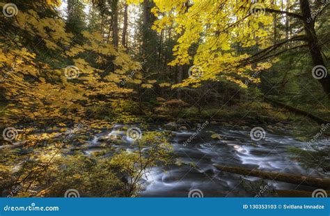 Blue Pool Trail stock image. Image of river, pool, forest - 130353103