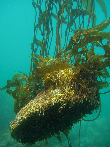 Macrocystis pyrifera: características, taxonomia, ciclo de vida ...