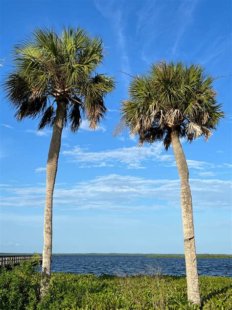 Sabal Palm Cabbage Palm Sabal Palmetto 20 Seeds USA Company - Etsy ...