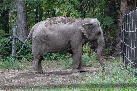 Happy the elephant is denied personhood, to stay at Bronx Zoo | Reuters