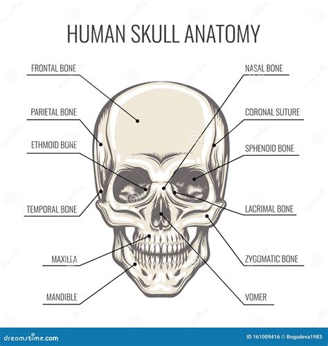 Human Skull Anatomy Illustration Stock Vector - Illustration of medical ...