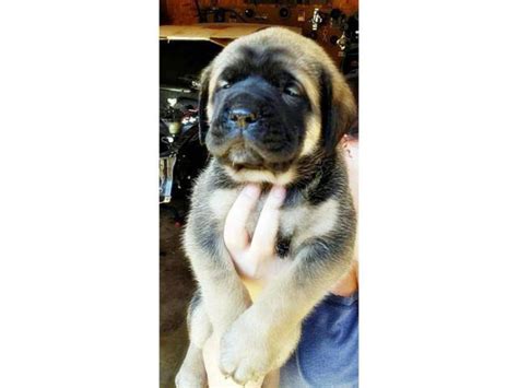 English Mastiff puppies Des Moines - Puppies for Sale Near Me