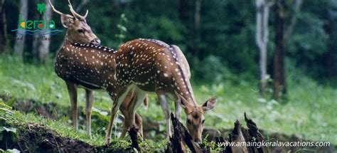 Kerala Wildlife Package | Amazing Kerala Vacations