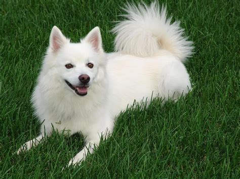 25 Dog Breeds With Curly Tails - PuppyLists